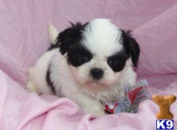 Shih Tzu Puppies for Sale